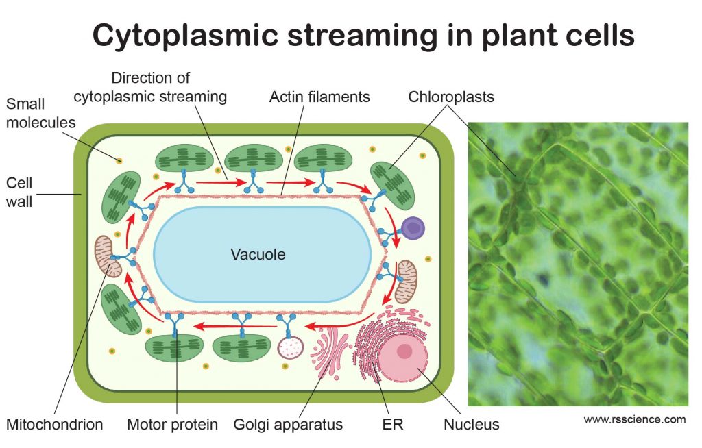 Cytoplasmic-Streaming-in-plant-cells