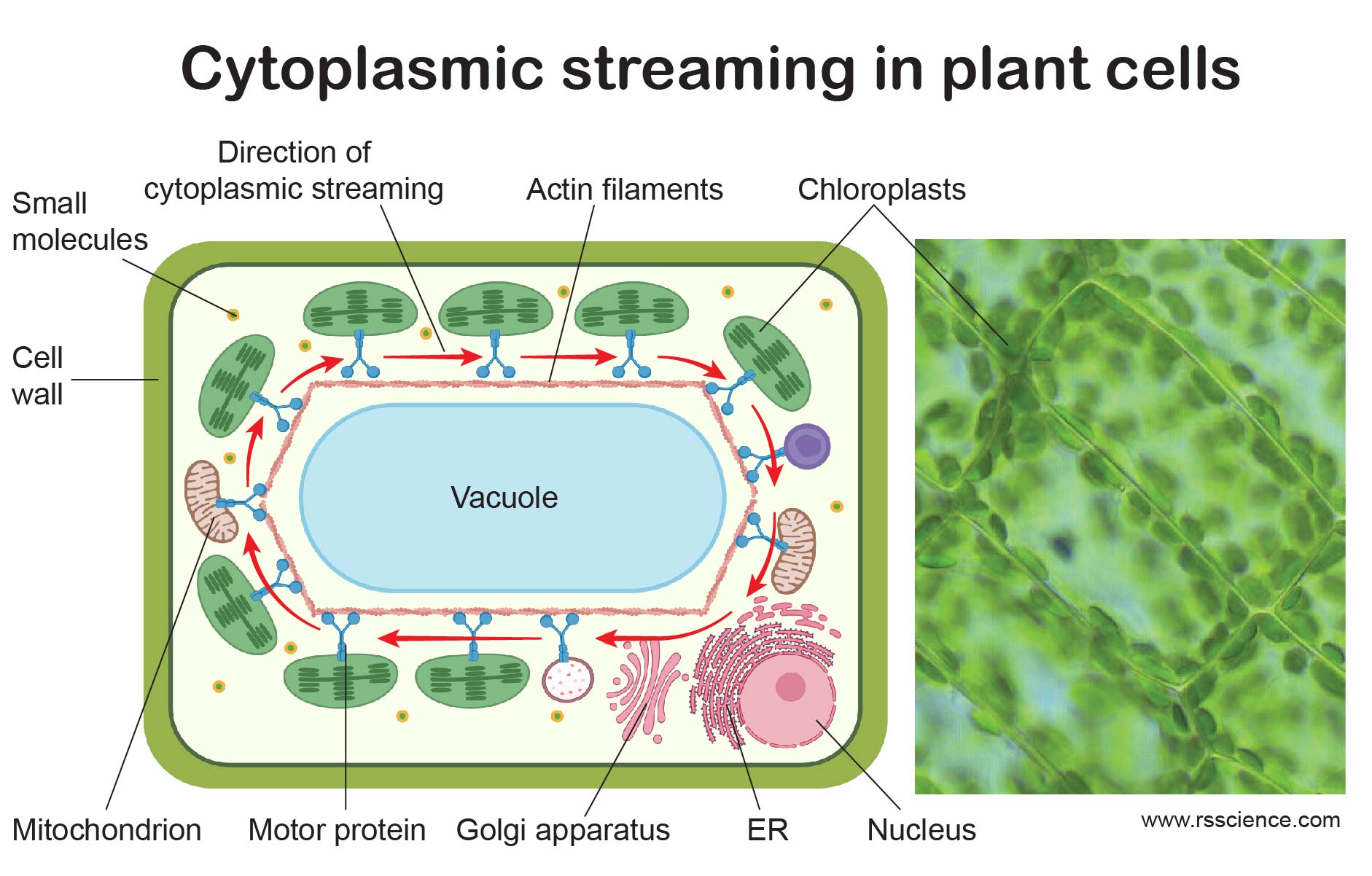 Vacuole Function and Structure Extra Space Storage Rs