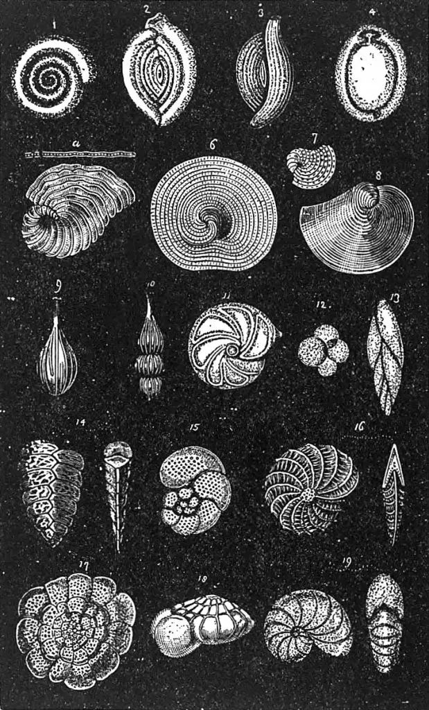 Foraminifera-Calcareous-Various-forms