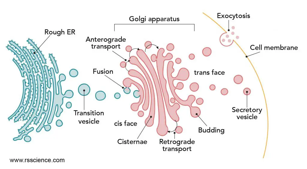 ER-to-Golgi-transportation-protein-synthesis