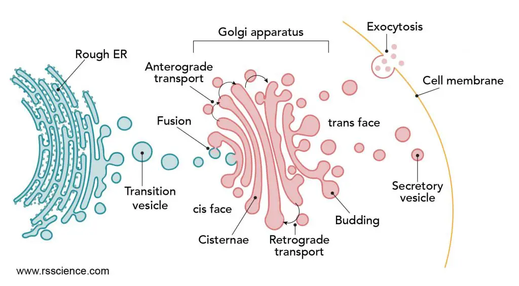 golgi-apparatus