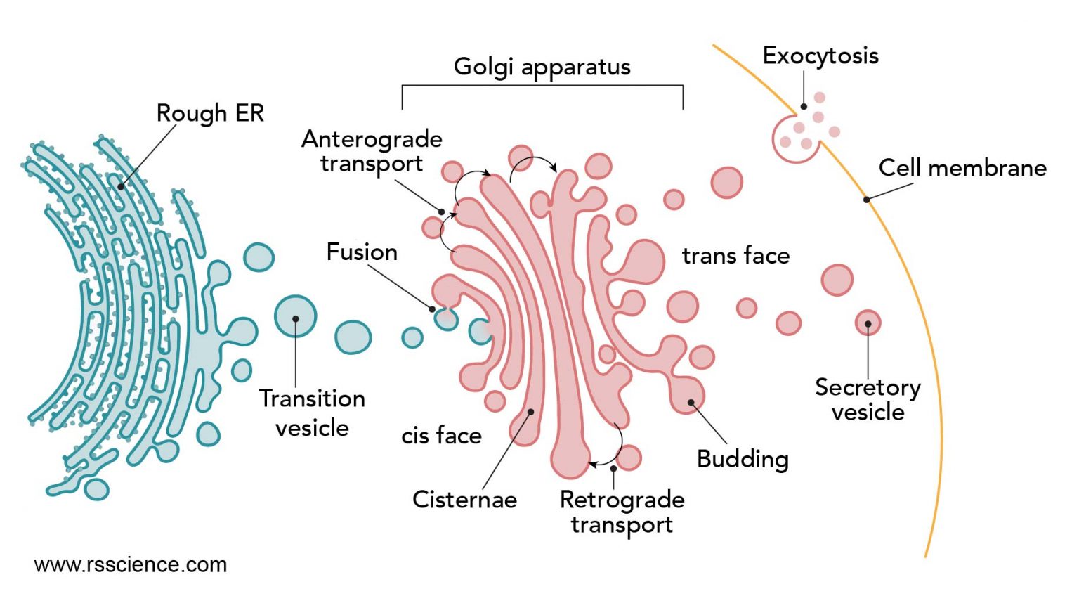 Endoplasmic reticulum the cellular inter definition