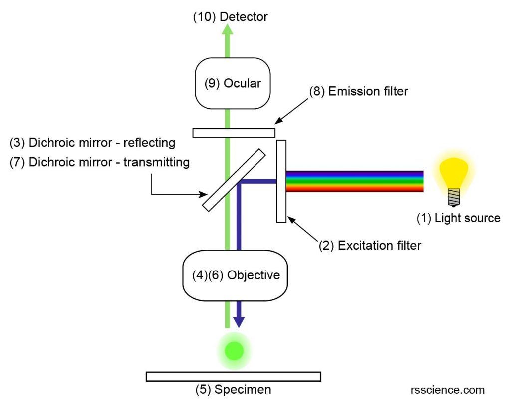 Fluorescence-microscope-design-optical-path