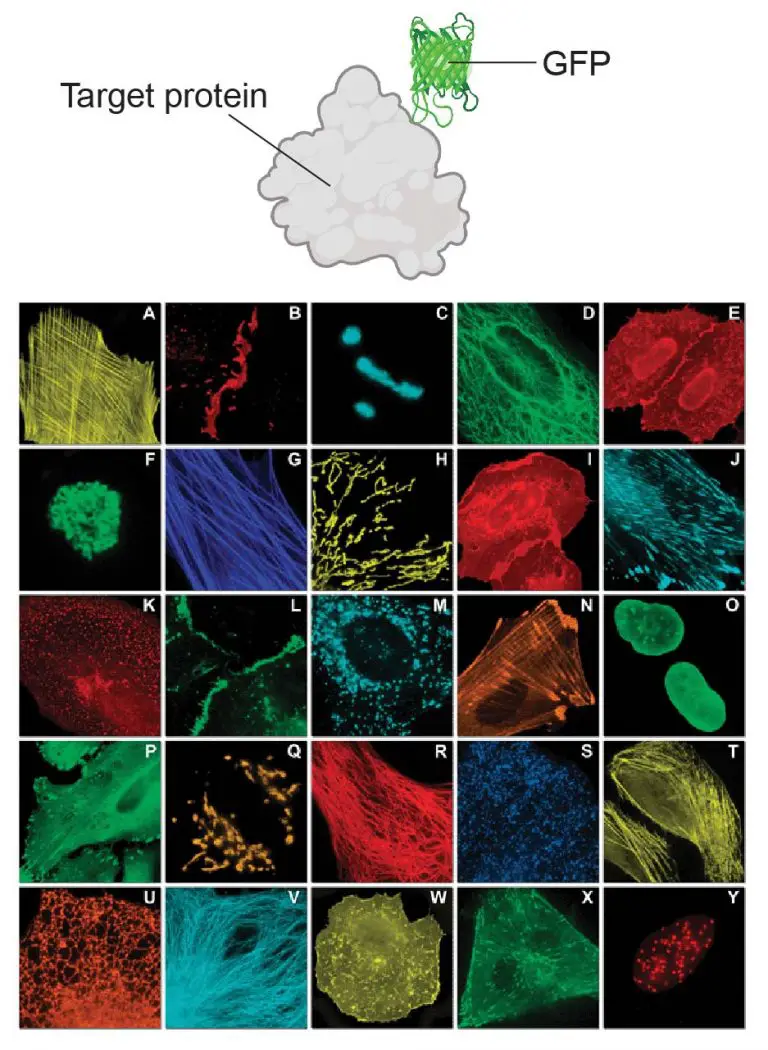 Fluorescence Microscope Rs' Science