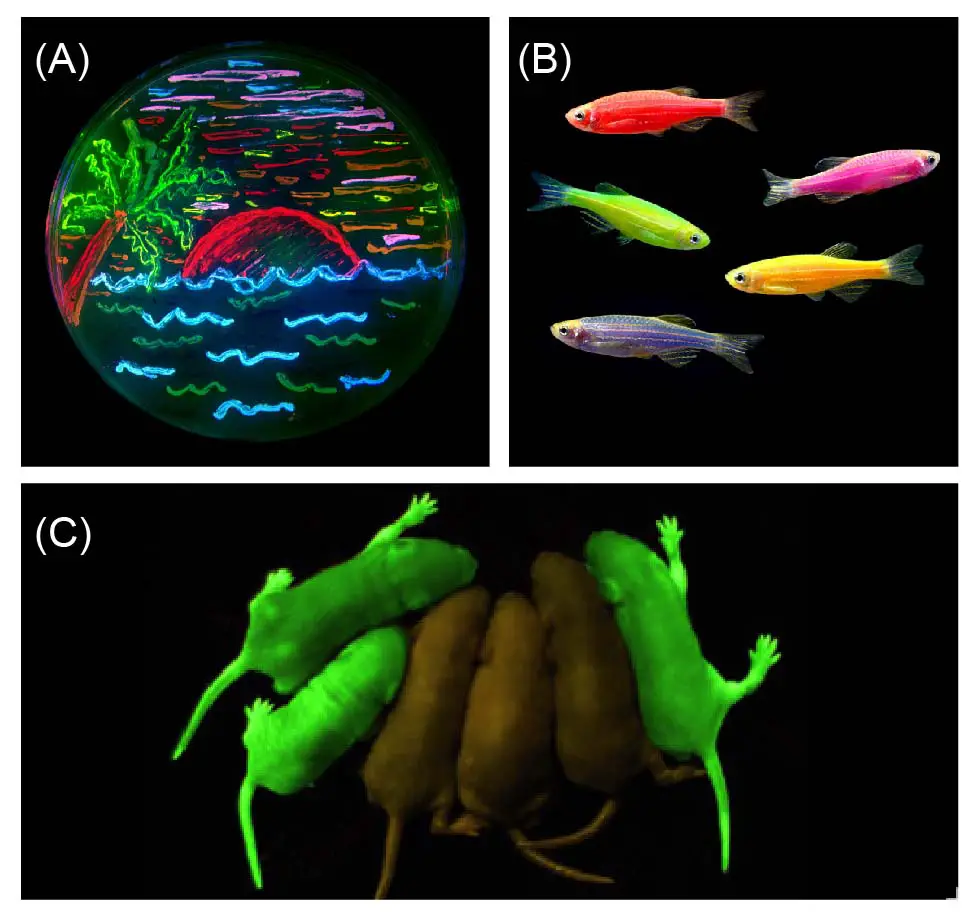 Genetically-engineered-fluorescent-organism