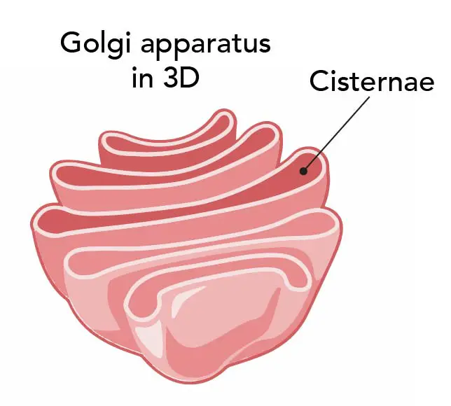 Golgi-3D structure