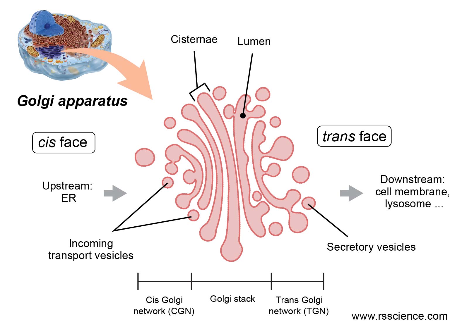 Golgi Apparatus Drawing