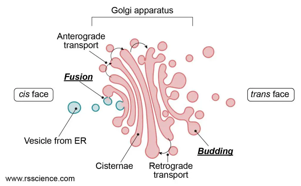 Golgi-apparatus-function vesicles-transport