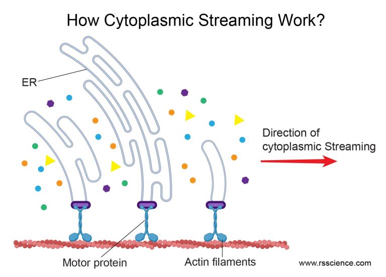 What Causes Cytoplasmic Streaming In Plant Cells