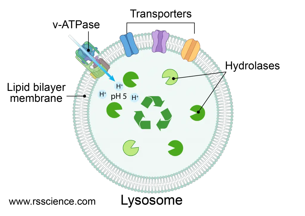 Lysosome-structure-and-hydrolase