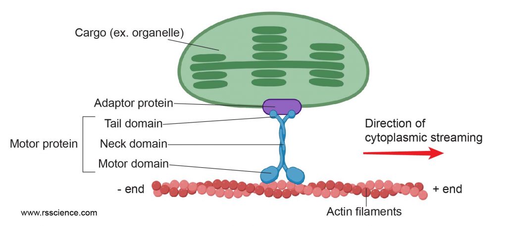 Motor-protein-on-actin-cytoplasmic-streaming