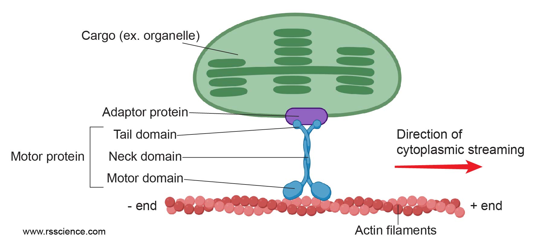 what-is-cytoplasmic-streaming-rs-science