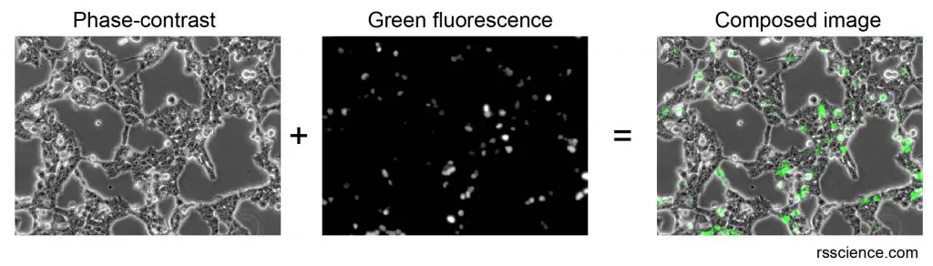 Phase-and-Fluorescence-microscope-images-superimposed