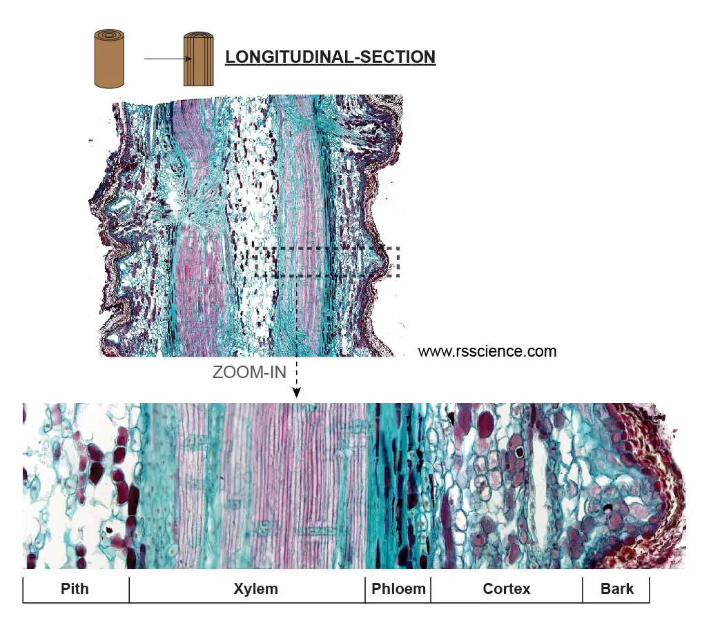 Pine-vascular-system-longitudinal