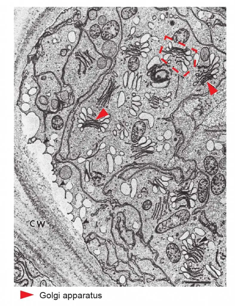 EM image of plant cell Golgi