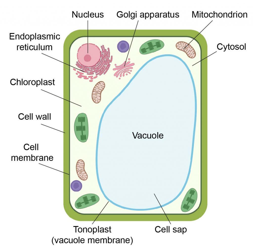 Plant-cell-structure