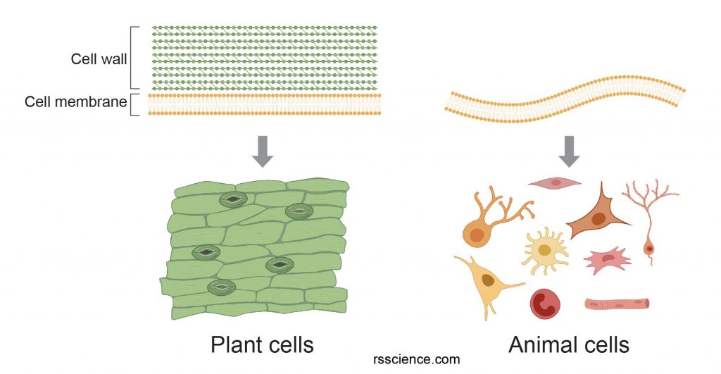 Plant cell wall vs animal cells membrane