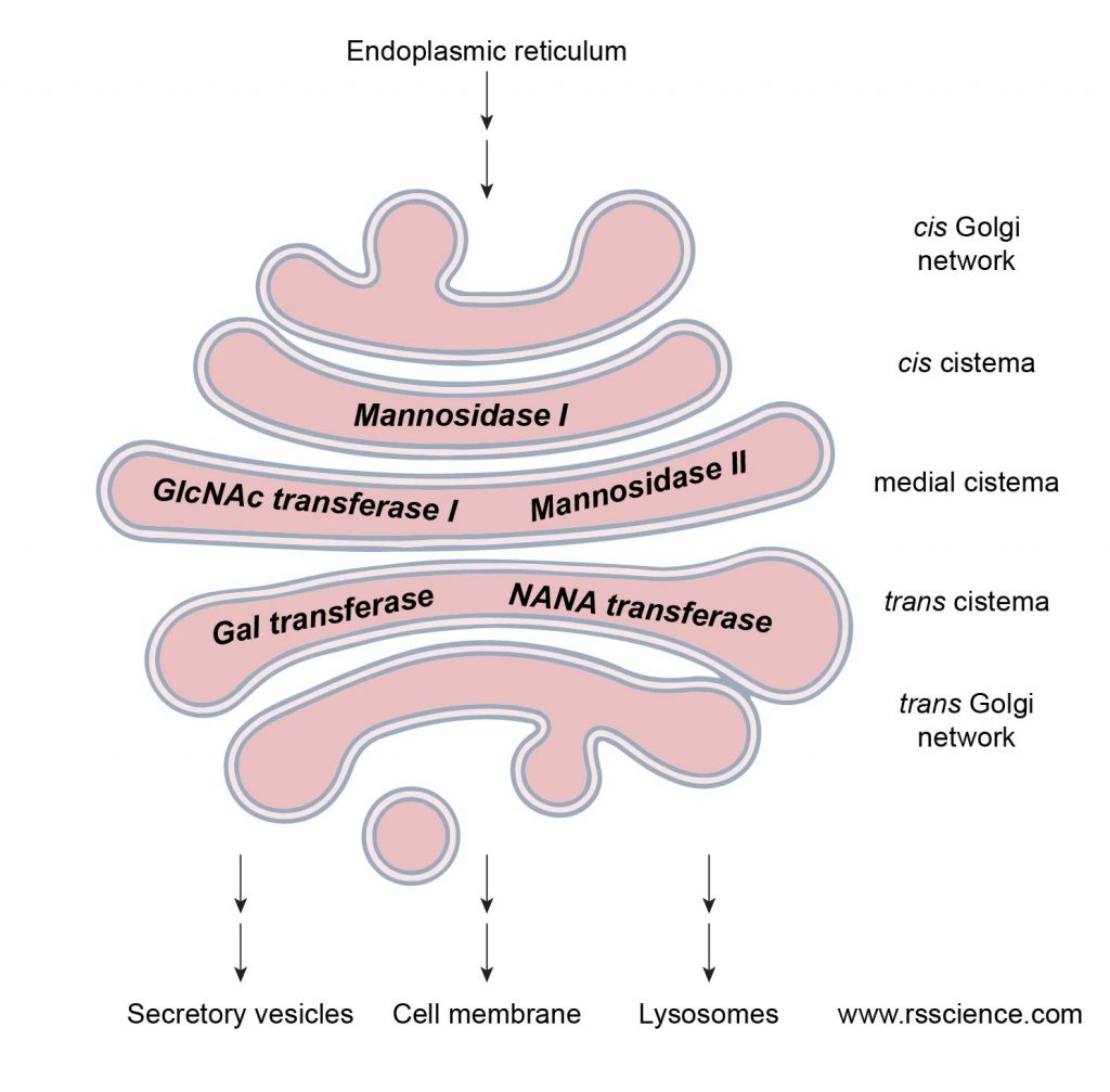 Golgi apparatus function Protein processing