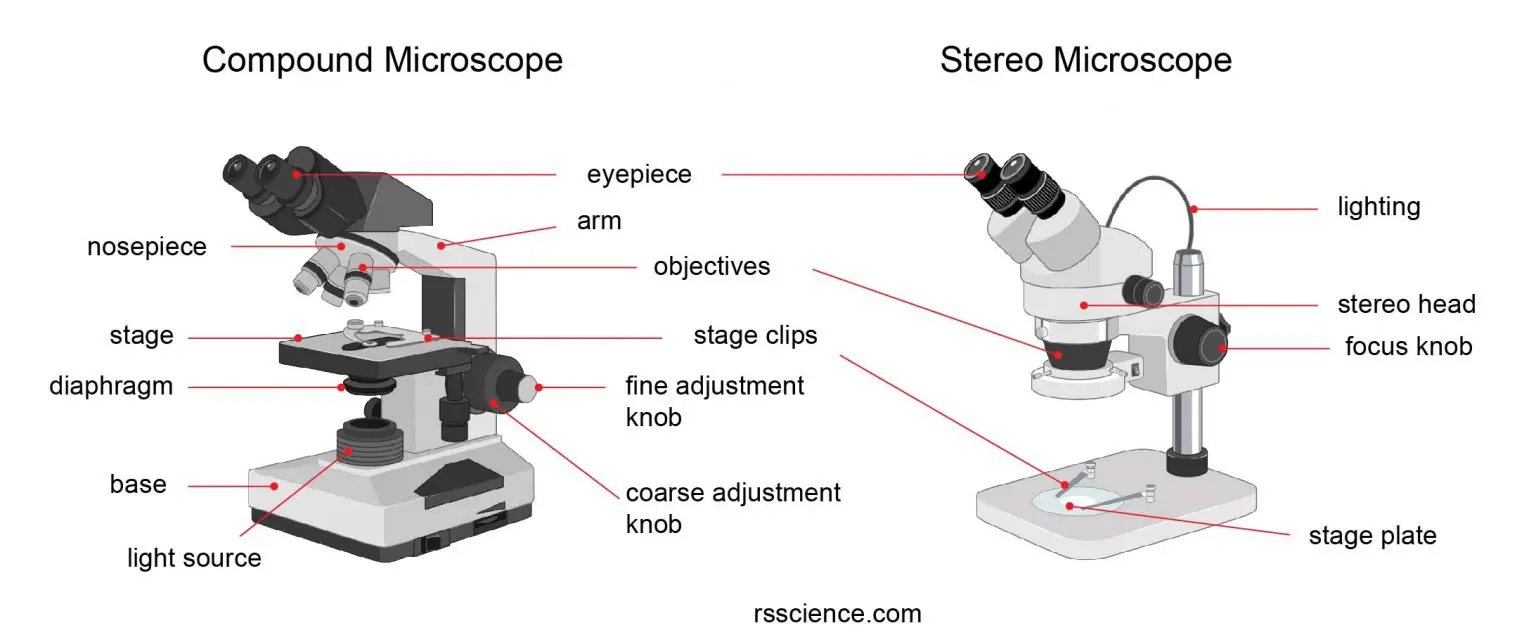 Parts of Stereo Microscope (Dissecting microscope) labeled diagram