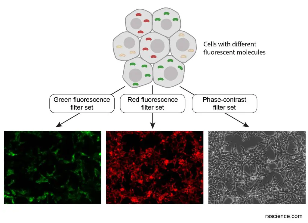 different-fluorescence-color-viewed-by-different-filter-sets