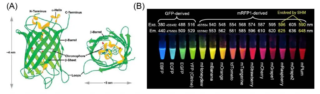 different-fluorescent-proteins