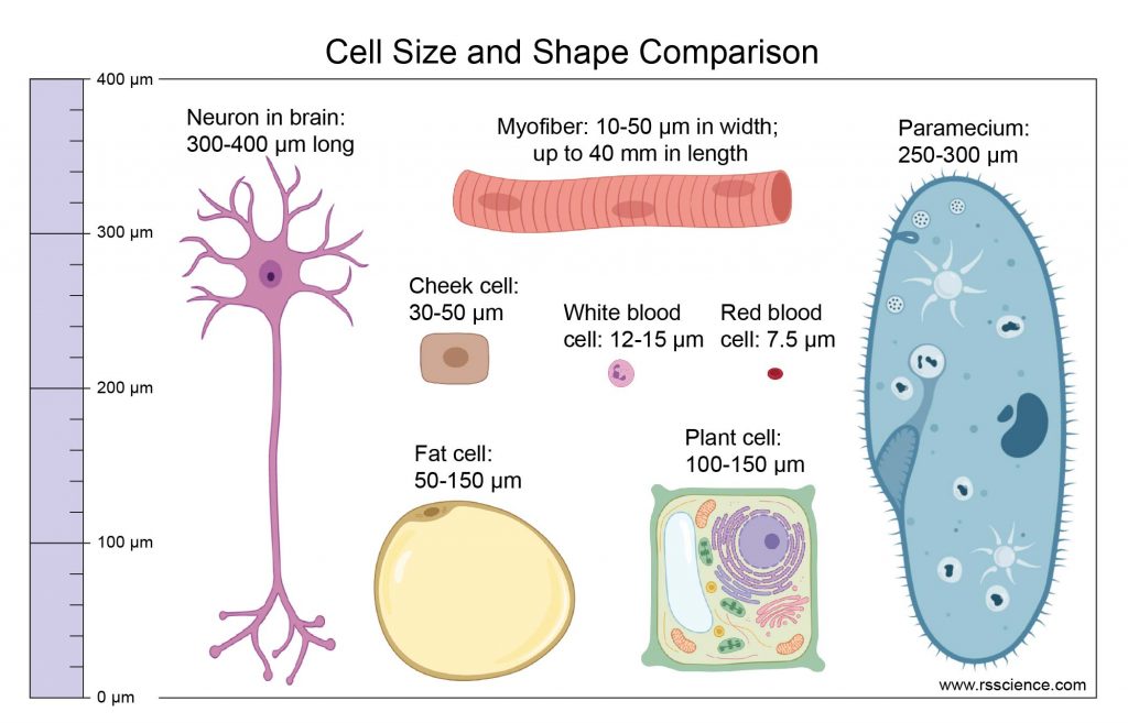 neuron-cell-size-and-shape-comparison-paramecium-plant-cell