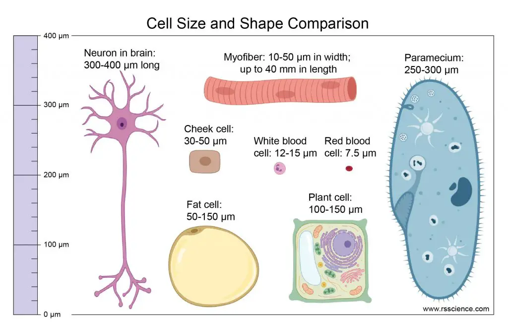 What is Cytoplasmic Streaming? - Rs' Science