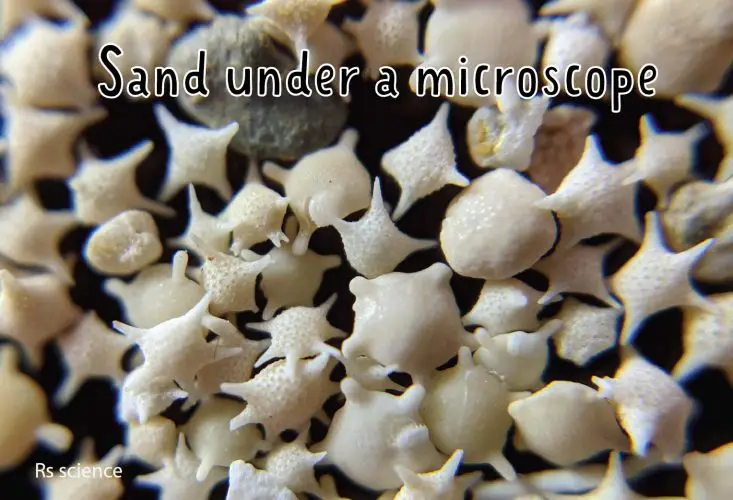 Sand under a Microscope - Rs' Science