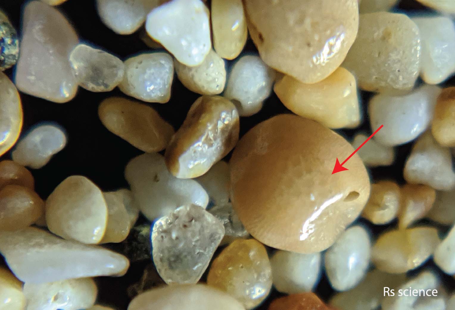 Sand Under a Microscope Rs' Science