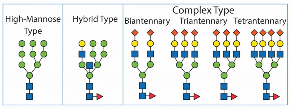 type-of-glycoprotein