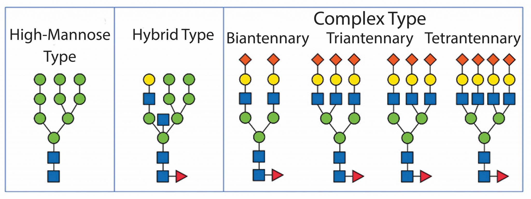 Golgi Apparatus Function the Post Office inside the Cells Rs' Science
