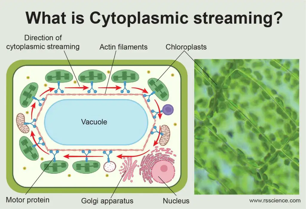 what is Cytoplasmic Streaming in plants cover