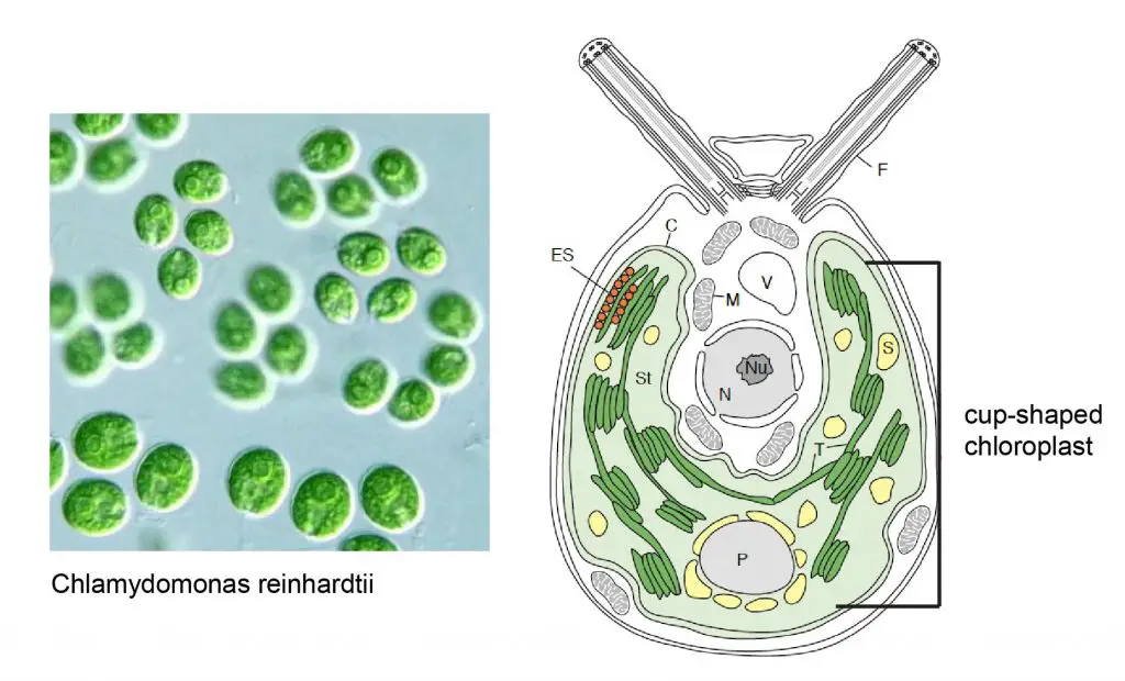 Chlamydomonas-reinhardtii-chloroplast-one-cup-shaped