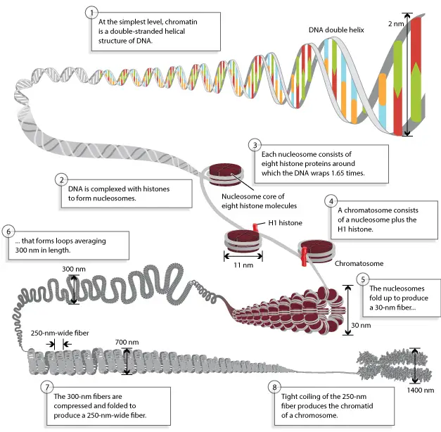 Chromosomes-are-composed-of-DNA-tightly-wound-around-histones