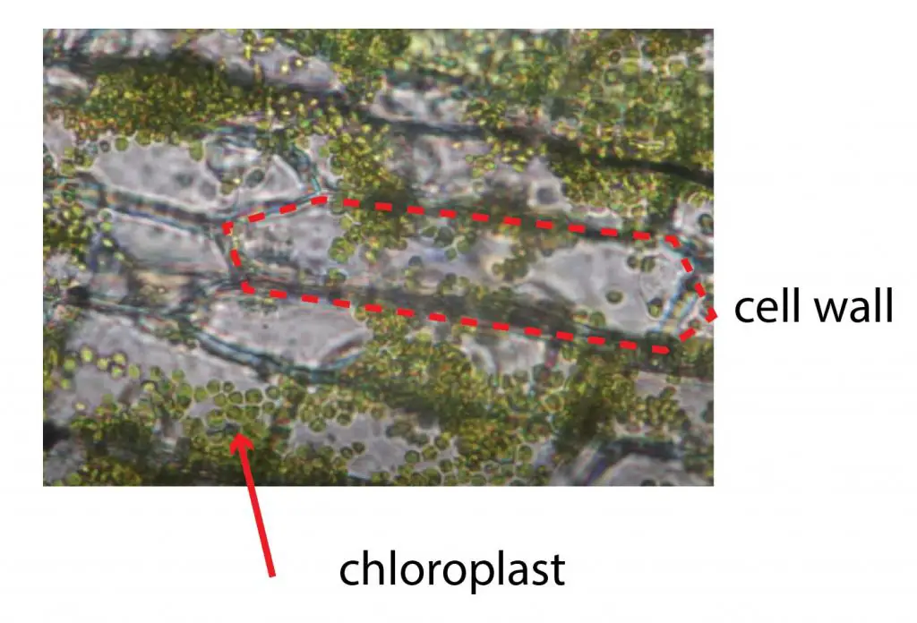 Elodea-chloroplast-and-cell-wall-structure-under-microscope