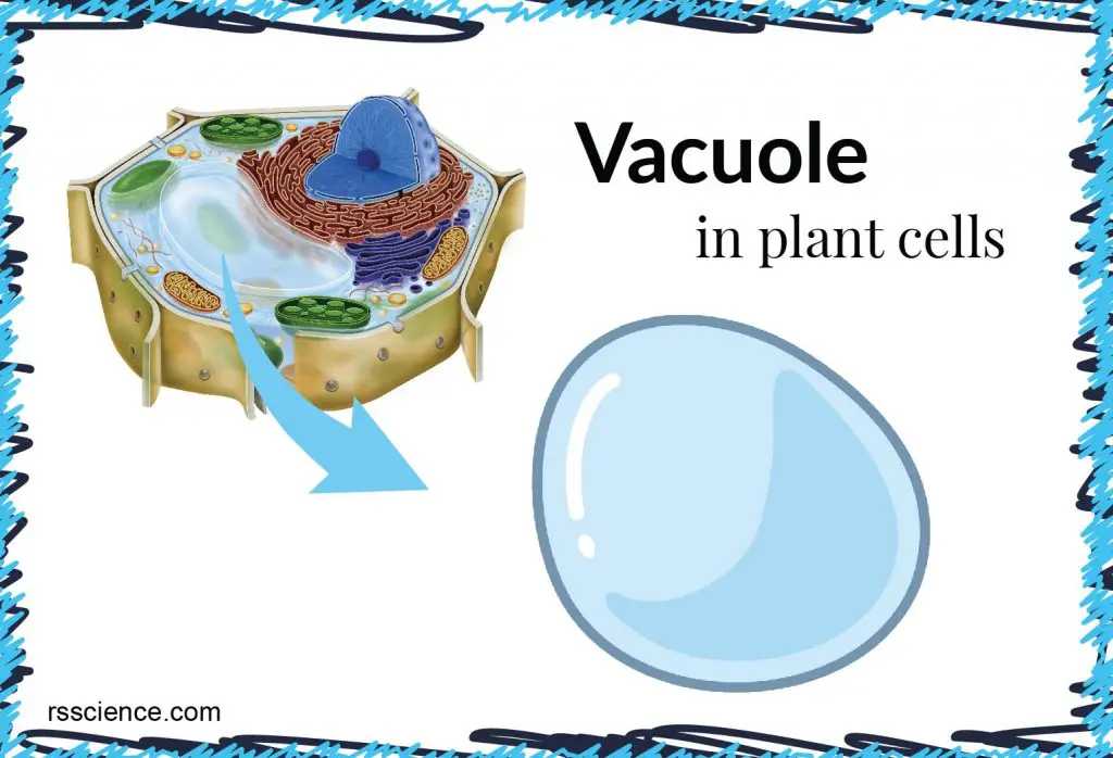 What Is The Central Vacuole And What Is Its Function