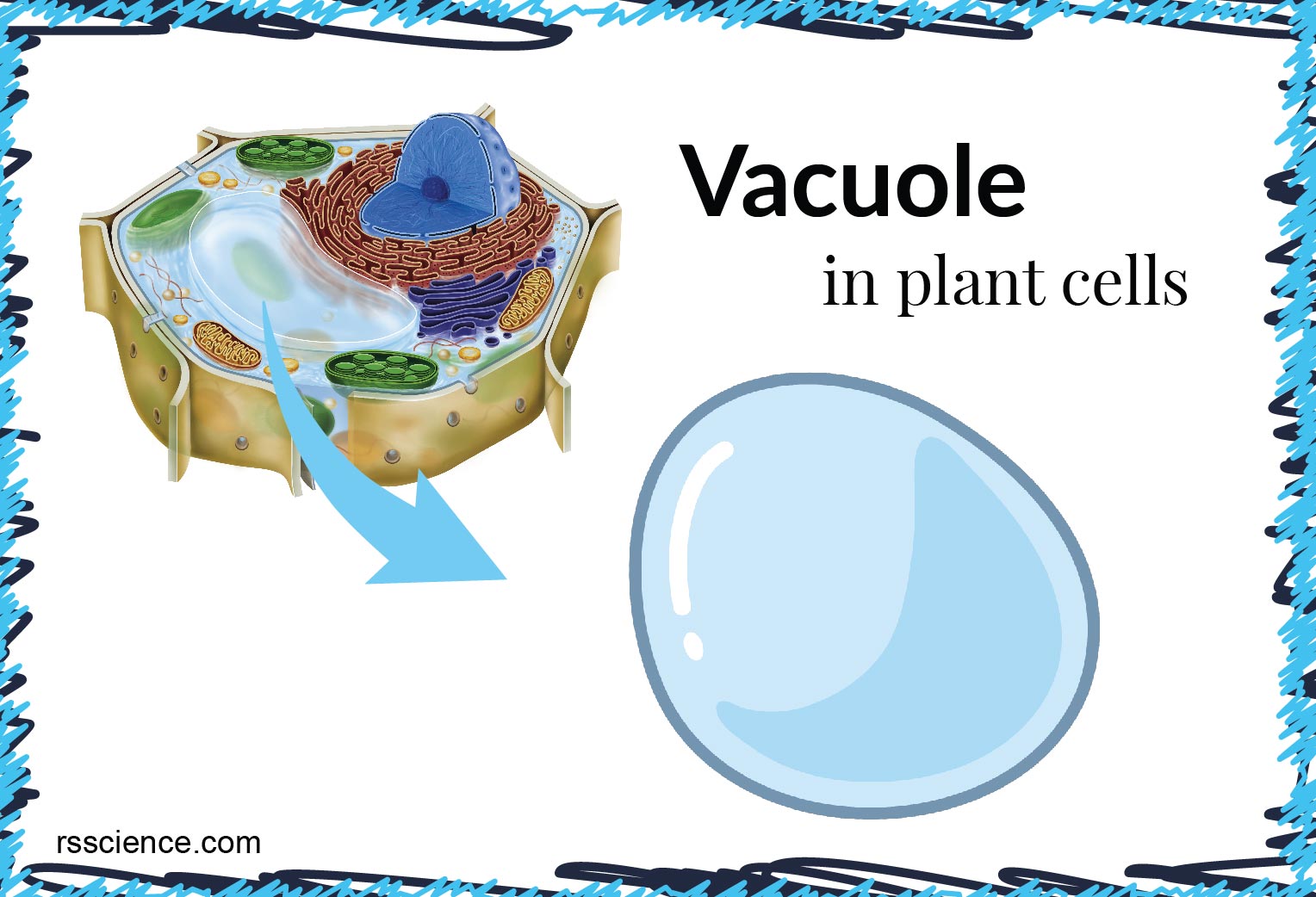 Vacuole Function and Structure - Extra Space Storage - Rs' Science