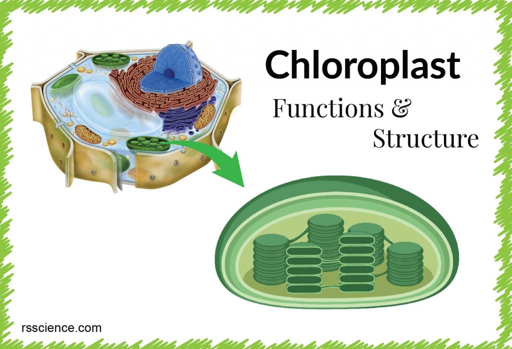 chloroplast function and structure
