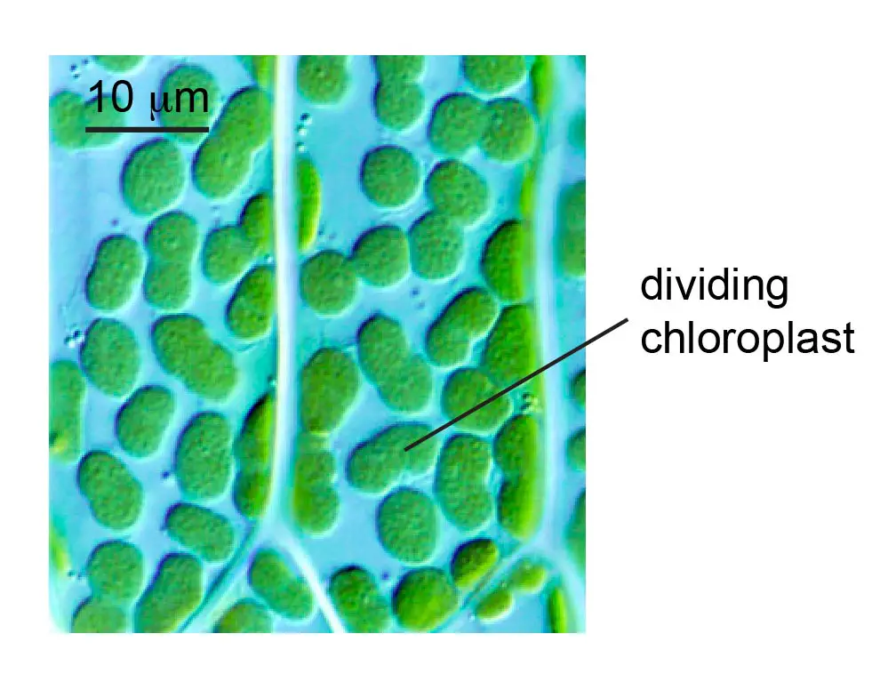chloroplast-dividing-in-moss
