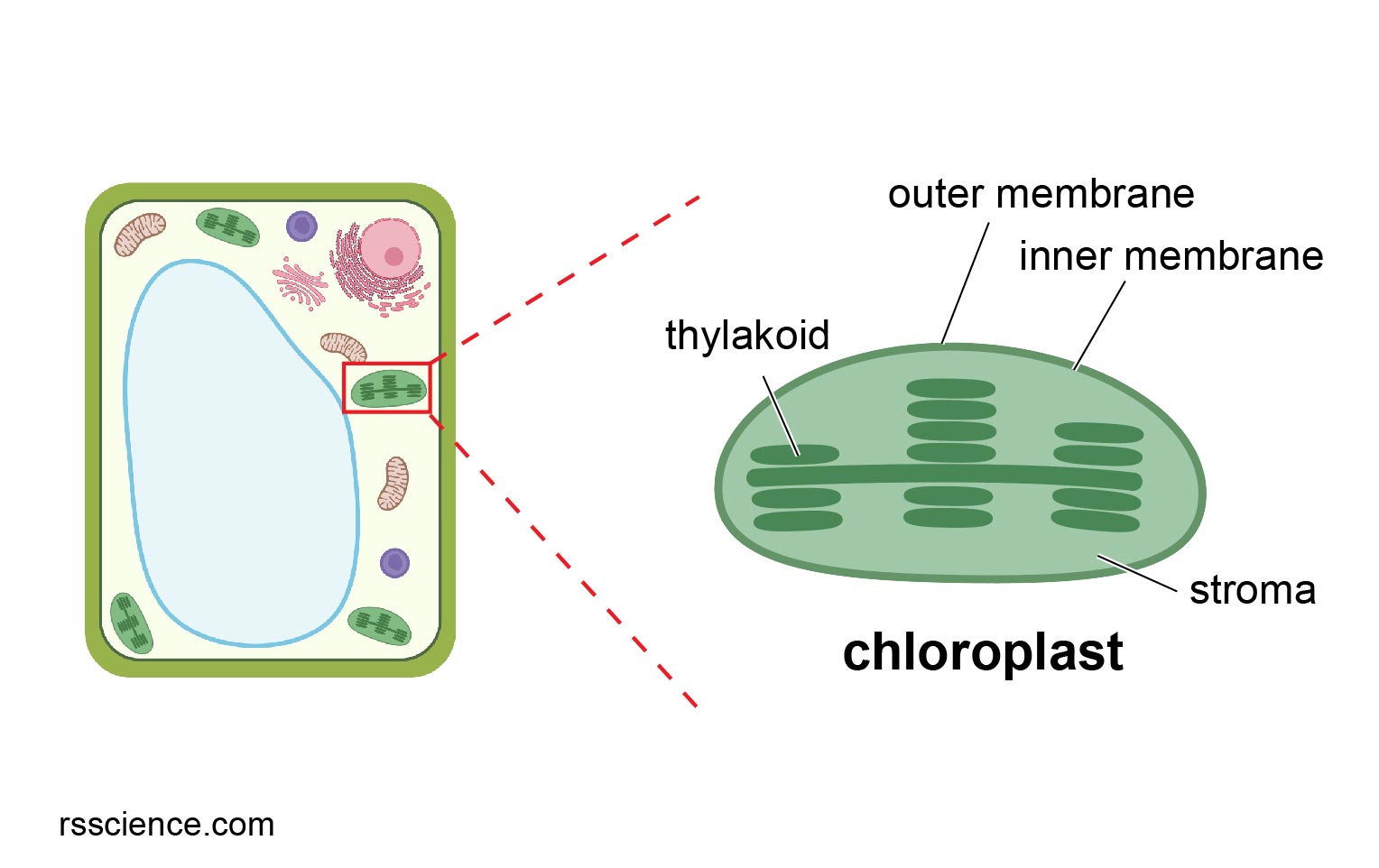 chloroplast-in-the-cell-and-its-structure