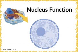 nucleus function cover