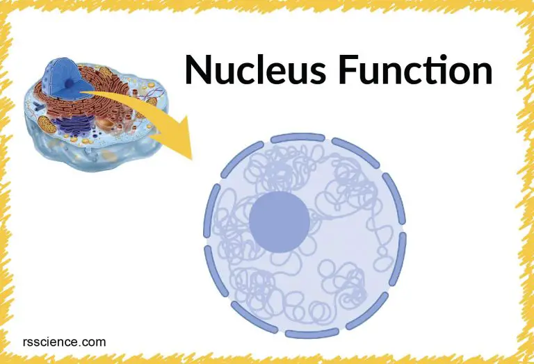 What Is The Main Function Of The Nucleus Of A Cell