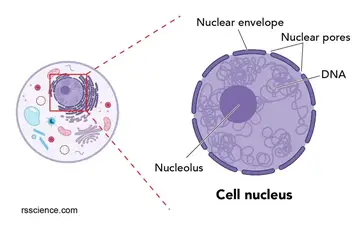 Cell Nucleus - function, structure, and under a microscope - Rs' Science