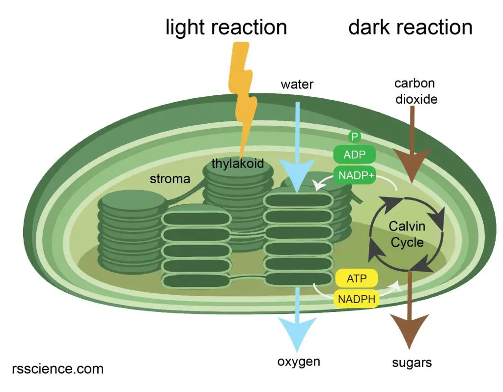 What Is The Definition Of Chloroplast In Science