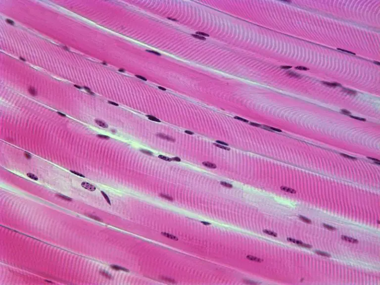 Cell Nucleus - Function, Structure, And Under A Microscope - Rs' Science