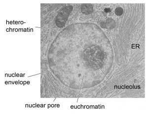 Cell Nucleus - function, structure, and under a microscope - Rs' Science