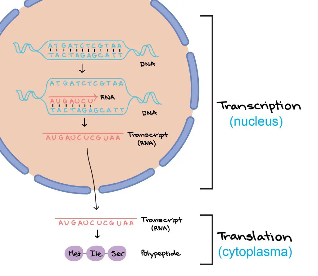 btc in the nucleus