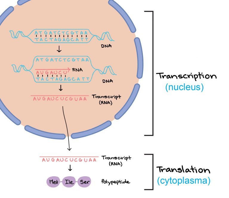 Nucleus Function - Rs' Science