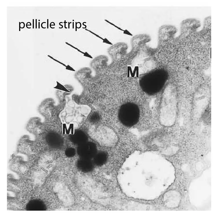 EM-of-pellicle-strips-euglena