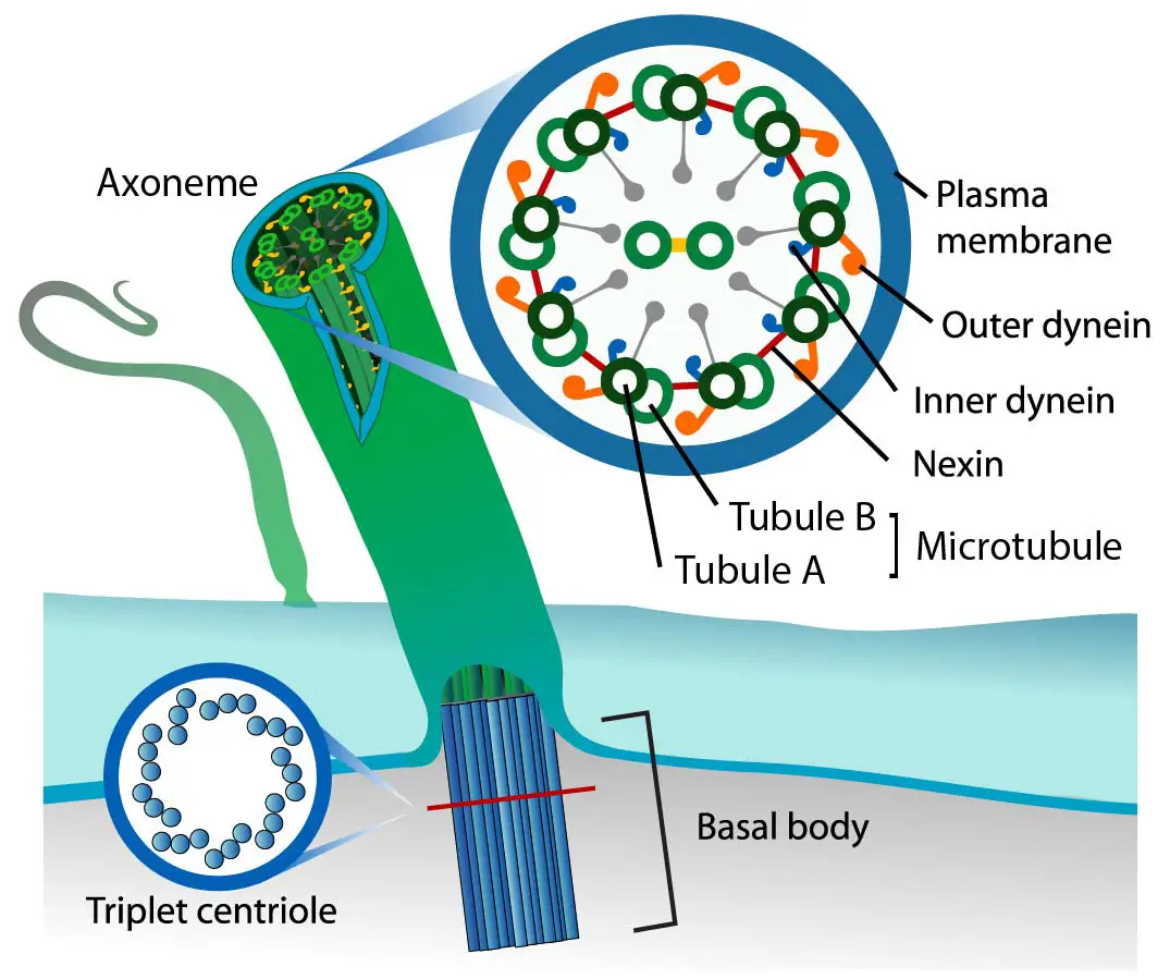 Witch Type of Animal Uses Beating Flagella to Assist in Filter Feeding ...